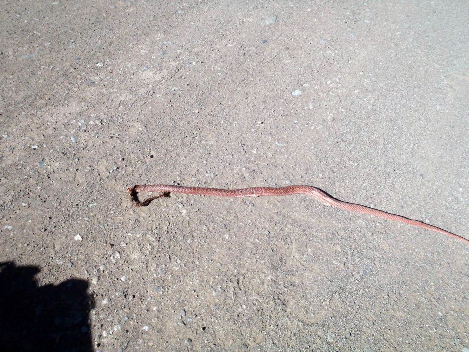 Dead snake