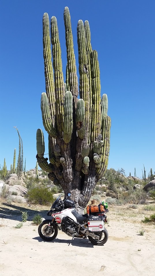 Big cactus